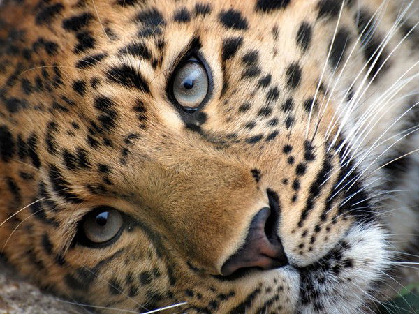 Виталий Коваленко