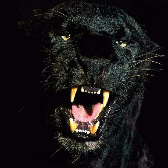 Евгений Шведовм2033/нф