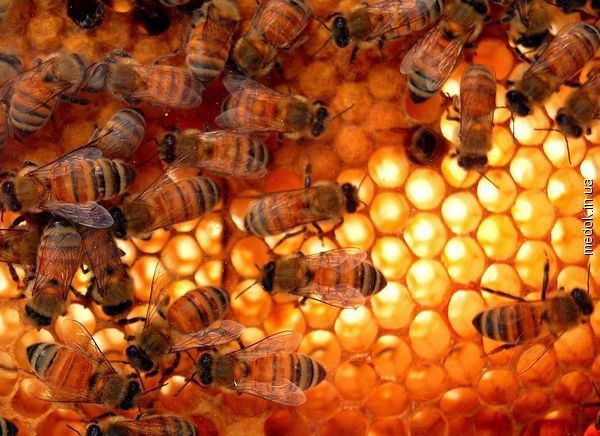 Пчелиная Аптека