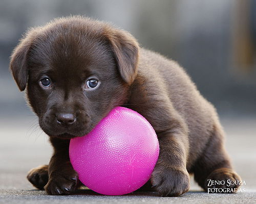 Илья Михеев