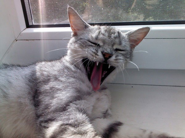 Илона Сысоева