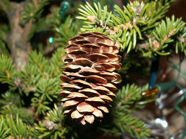 Серёга Дуплищев