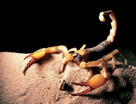 Дмитрий Кочуров