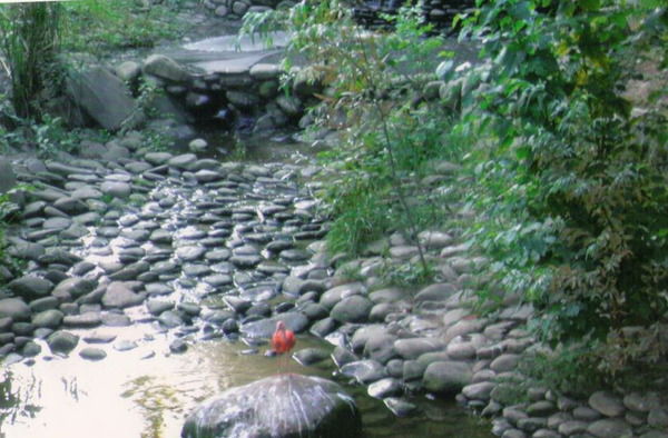 Светлана Бокиш- Генетова