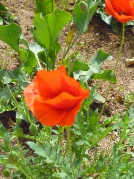 Елена Ходырева