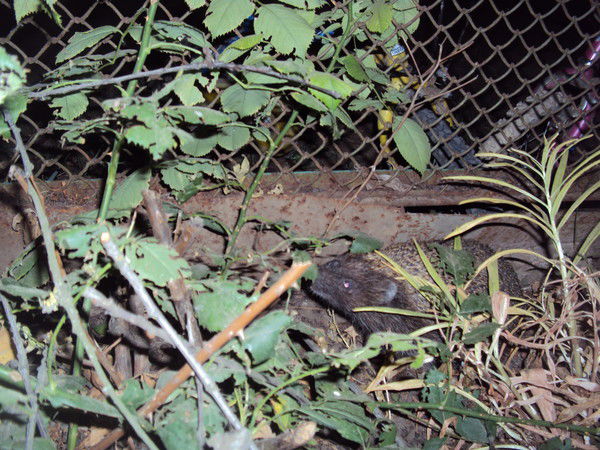 Виктор Кашалапов