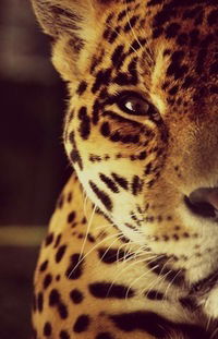 Красотка В-Контакте