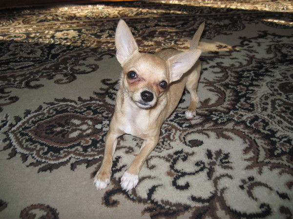 Марина Горкина