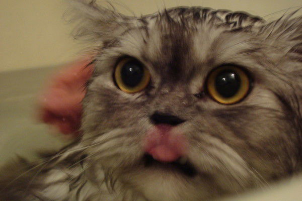 Виктор Федотов