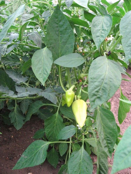 Андрей Сыроватский