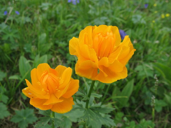 Назмиева Елена