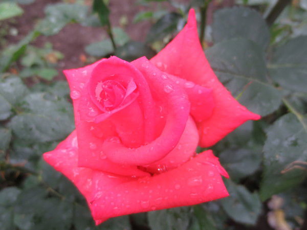 Татьяна Вивдич