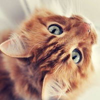 Снежана Флёрко