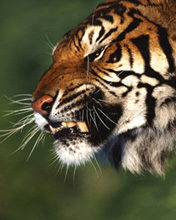 Нина Макаренко