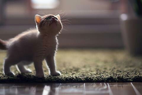 Котя Котофановна