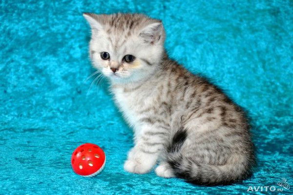 Игорь Васильевич Казанцев