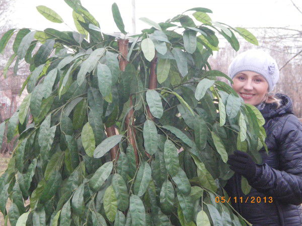 Антонина Вельц