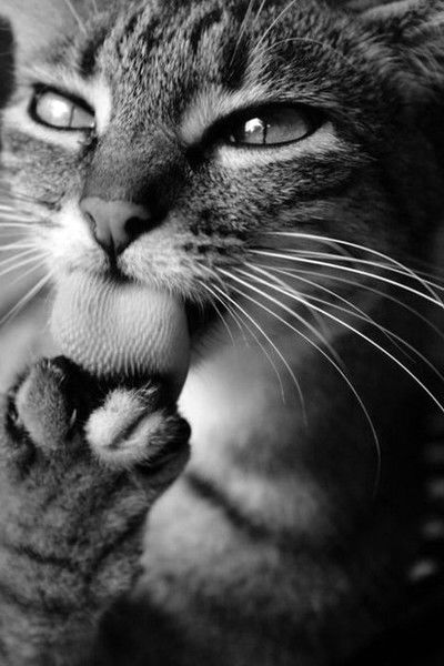 Артём Лютый