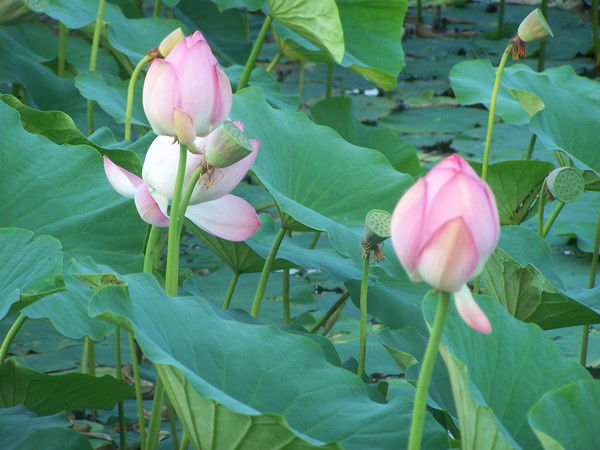 Наталья Ашихманова