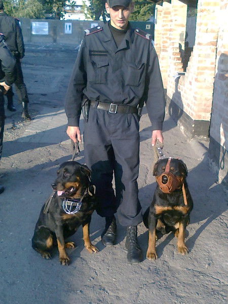 Денис Медяник