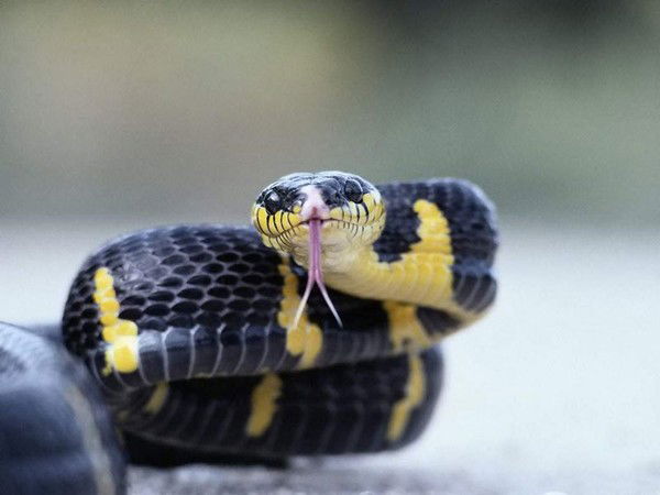 Роман Каменев