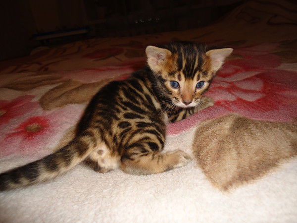 Олеся Маркова