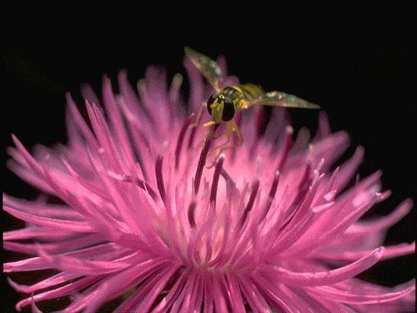 Екатерина Панченко