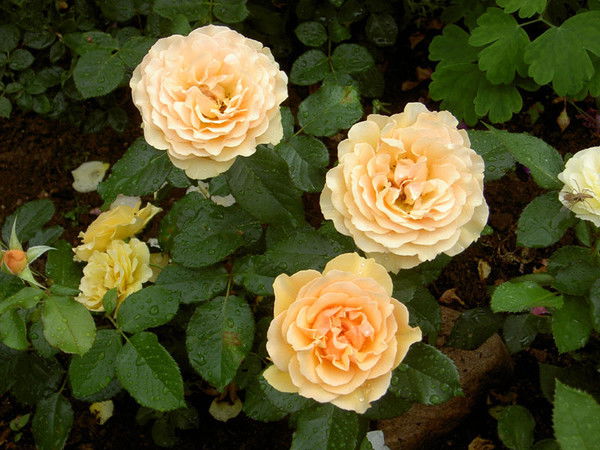 Светлана ***