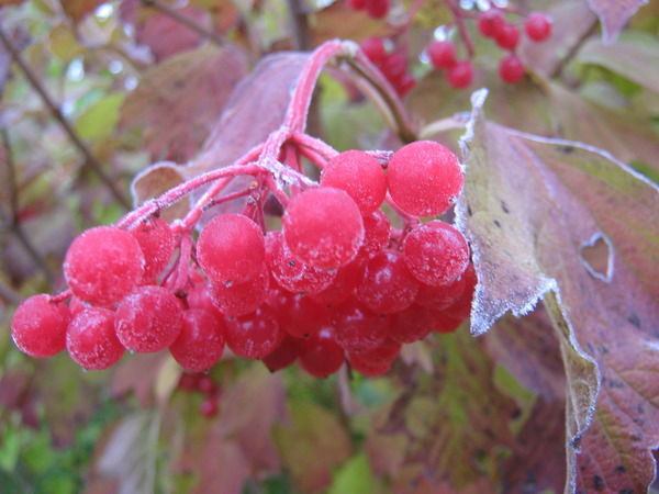 Вера Лукина (Родина)