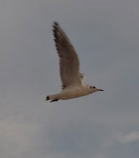 Лена Зинович