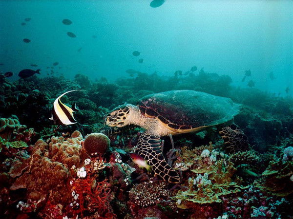 Картинки ) ) )