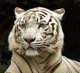 Сергей Похвала