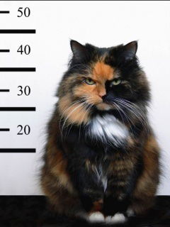 Надежда Игнатенко