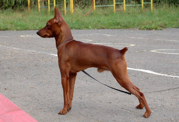 Татьяна Панова