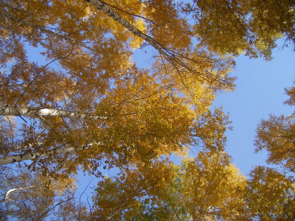 Алексей Бавин