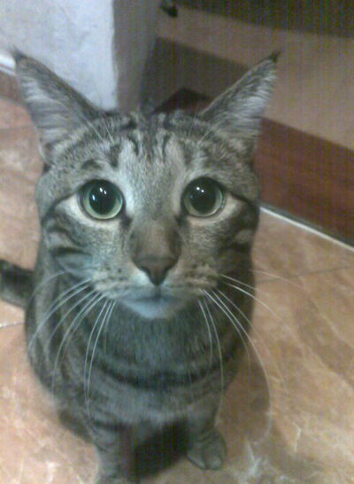 Аня Морозова