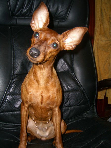 Ирина Петрова