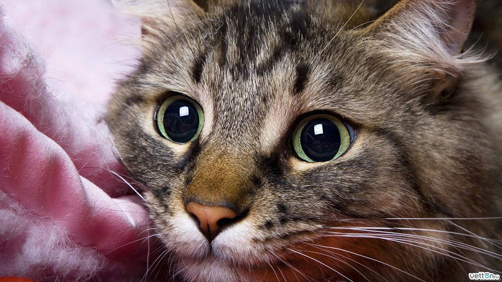 Кристина Сердалиева