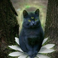 Владимир Комар