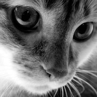 Елизавета Шурочкина