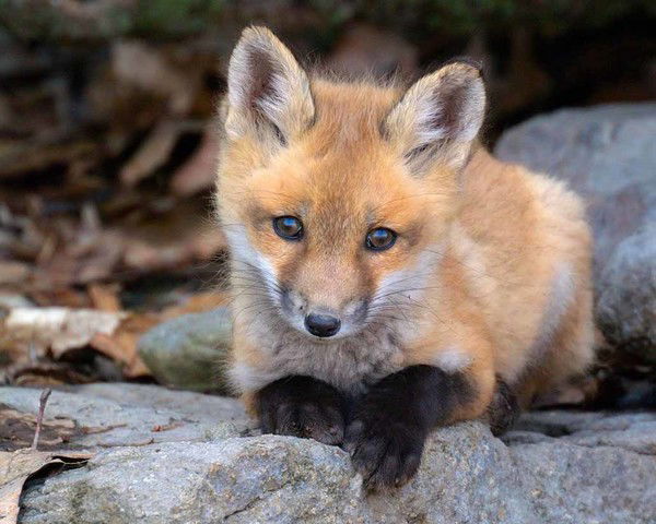 Елена Лысенко