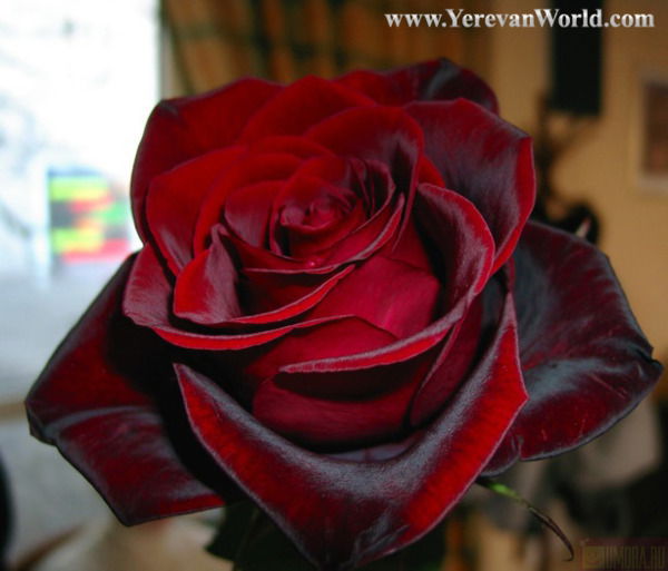 Наталья Шурыгина