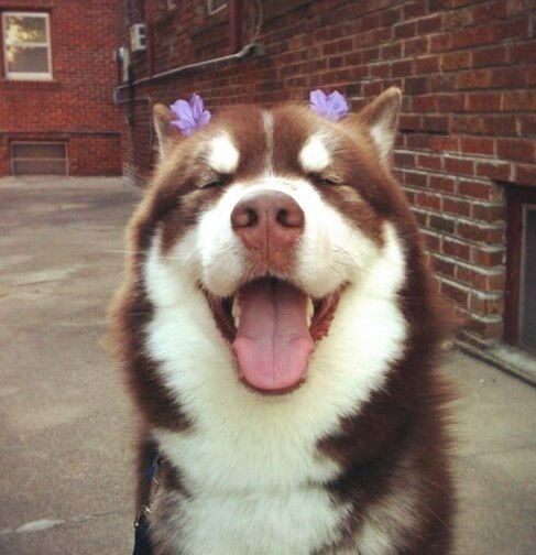 Елена Ермакова