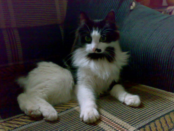 Галина Шестиалтынова