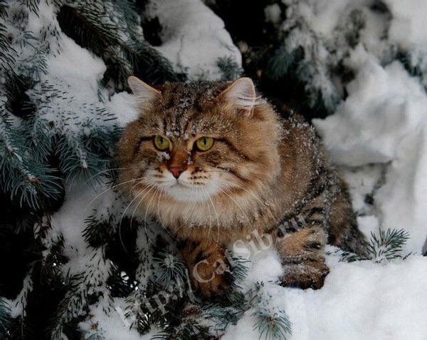 Дарья Карзанова