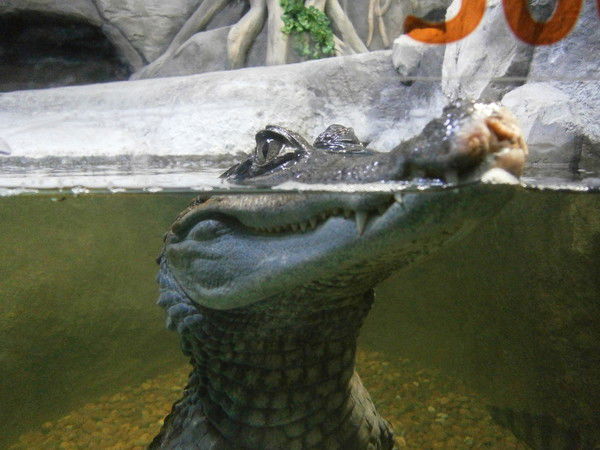 Оксана Рахманина