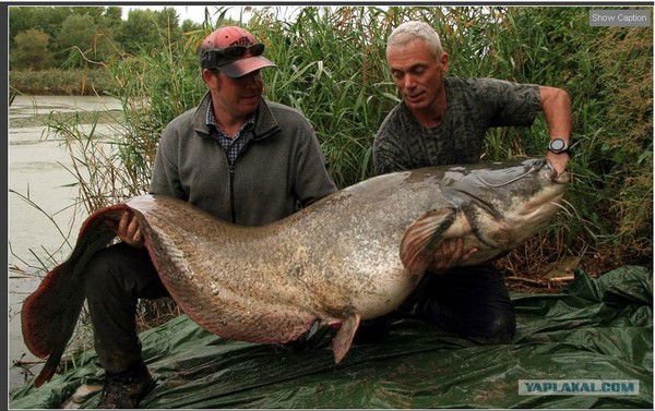 Василий Киров