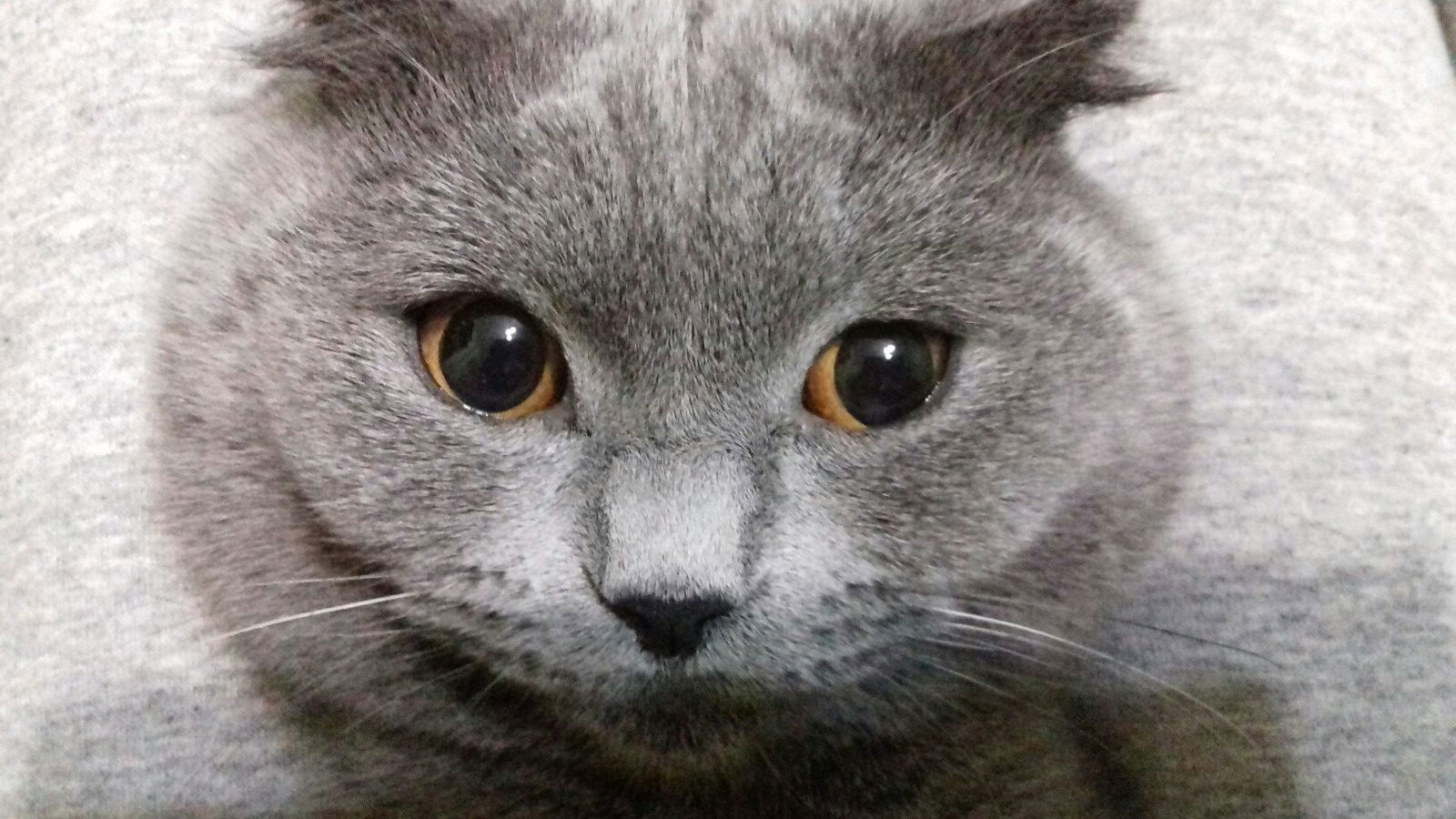 Ника Невская