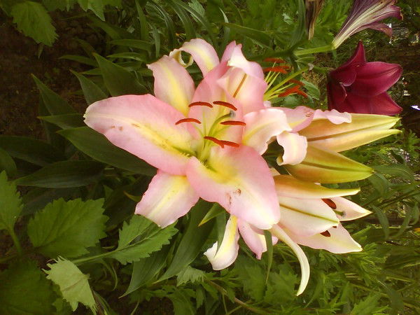 Елена Маслова