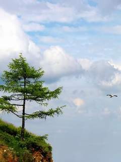 Гриша Дьяченко